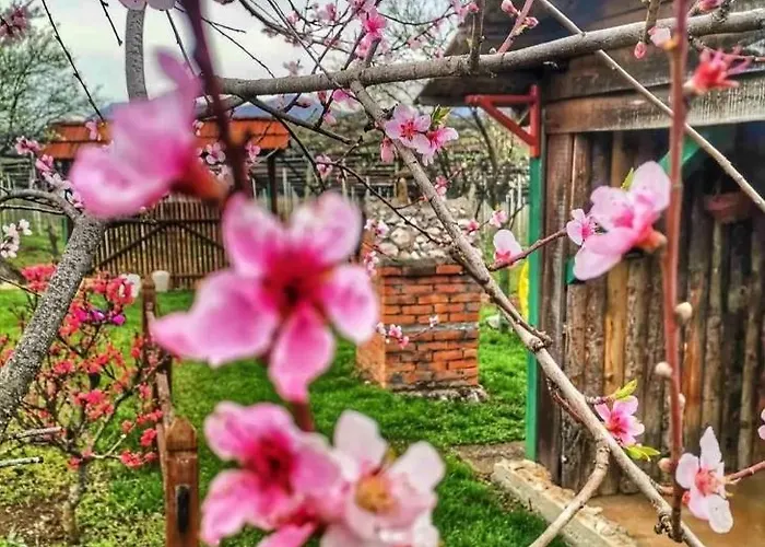 Kod Bake * Sokobanja