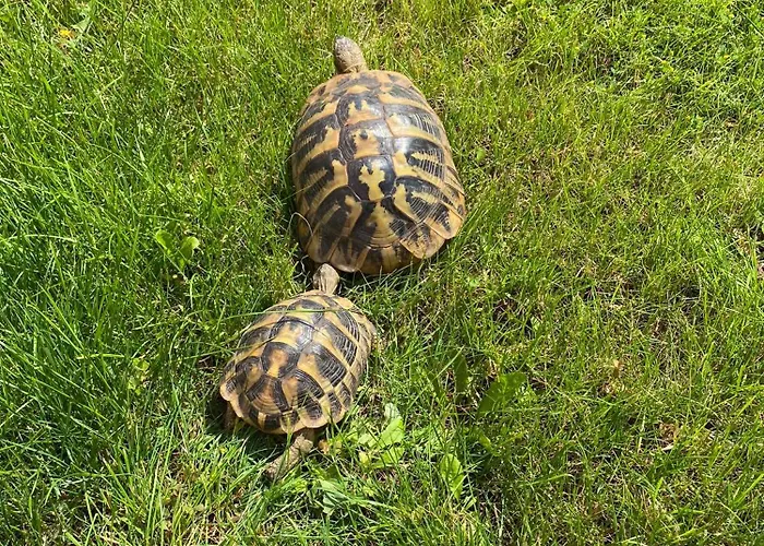 Apartman Kod Bake Sokobanja